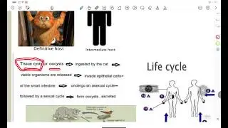 &bull;  مايكرو/محاضرة11/الجزء الثالث/Coccidia (class Sporozoa)Phylum Apicomplexa