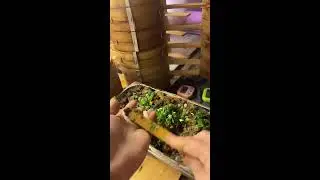 POV Livestream | Vendor Making Soup Dumplings with Steam & Skill | Real-Time Street Food Prep