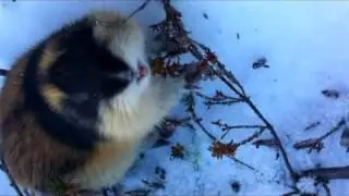 Sinna lemen / Angry lemming