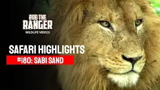 Safari Highlights #180: 10 - 13 December 2012 | Sabi Sand Nature Reserve | Latest Wildlife Sightings
