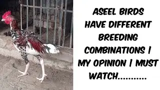 Aseel birds have different breeding combinations | My opinion | Must watch...........