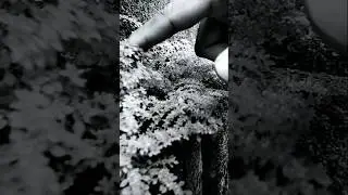Black and White to Color Cinematic Touch #nature #guitar