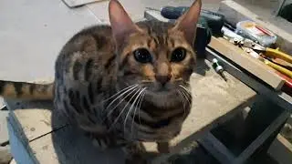 Бенгальские кошки l Зачем они нам нужны l Bengal Cats