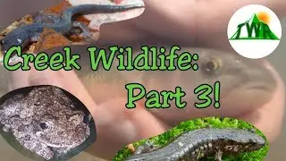 Creek Wildlife Part 3: The Bottom of The Food Chain (Nature Short Film)