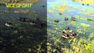 Color Correction Example Footage