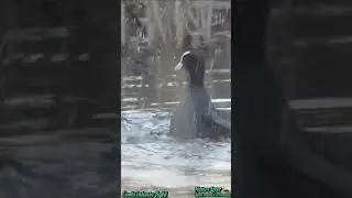 Breathtaking Birds Fighting | Coots Water Birds | Love nature's ~Love nature's beauty~