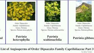List of Angiosperms of Order Dipsacales Family Caprifoliaceae Part 3 scabiosa honeysuckle patrinia