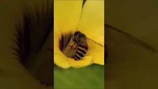lover's of Bee 🐝🐝 honey #shorts #giveityourbestshort #honey