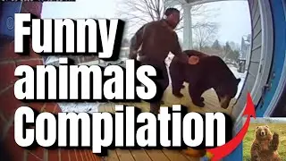 Funny Animals Compilation 🐻🐱🐶 Compilation of IA videos | by FunnyBear