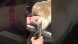 The importance of using the correct sizzers when grooming drop coat