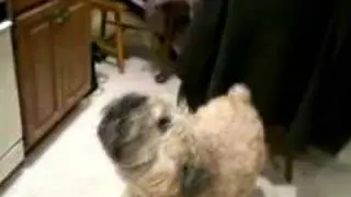 Bailey the Talking Dog