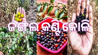 ଜଙ୍ଗଲ କଣ୍ଟି କୋଳି 
