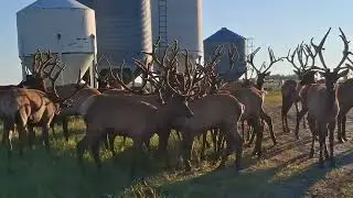 &ldquo;Future Kings of the Herd &ndash; Elk Spikers in Training&rdquo;