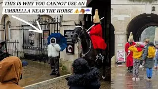 This is Why They Cannot Use Umbrella Near The King's Horse 😤