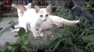 FUNNY VIDEOS: Funny Cats - Fail/Win Funny Cats Compilation - Funny Animals - Best Cute Cat Videos