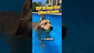 Top 10 Dogs that loves to Swim