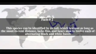 Longtail butterfly ray Top # 5 Facts