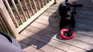 Lab Gets Leg Stuck in Disc