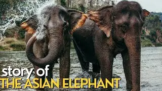 STORY OF THE ASIAN ELEPHANT |  Documentary video with all details about ASIAN ELEPHANT