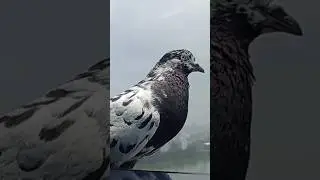Beautiful of pigeon! #elephantbird #wingedwonder #flightless #eaglet #martialeagle #birds