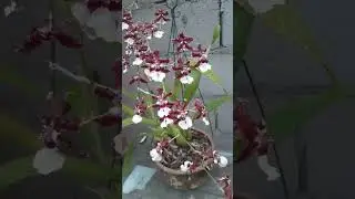 Oncidium sharry baby #shorts