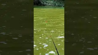 Most amazing natural fishing videos catching fish in the world #fishing #shorts