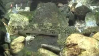 沖縄の川（水中撮影）　ツバサハゼ（２匹）　Rhyacichthys aspro