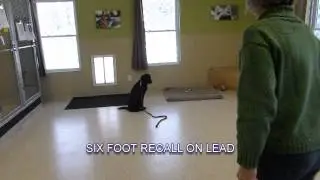Acme Canine: Assistance Dog Public Access Test