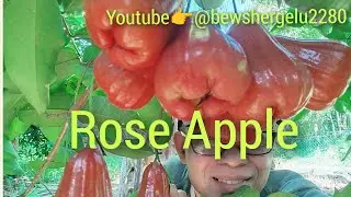 Rose Apple. Sweet and Juicy. Fresh from Backyard Garden. #villagelife #tropicalfruit #roseapple 