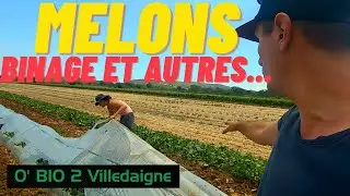 D&eacute;b&acirc;chage Melons, Binage, plantation et r&eacute;coltes, une semaine de d&eacute;but juin occup&eacute;e