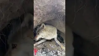 Mother wolf try to protect her babies #shorts #wolf #animals #funny #dogs #kids