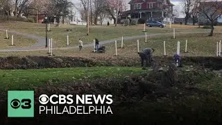 Delaware County police make break in case after vandals uprooted trees in Prospect Park