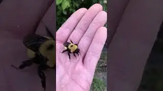 Bumble Bee Queen