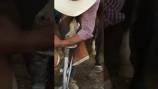 ASMR with Farrier Daniel Molina! @vickeoncohen for @californiapoloclub