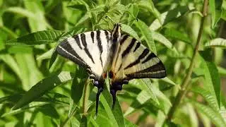 The scarce swallowtail Iphiclides podalirius Sail swallowtail or Pear tree swallowtail Greece