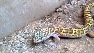 Desert banded gecko