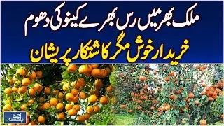 Oranges & Kinnow in High Demand | Farmers Seek Fair Prices