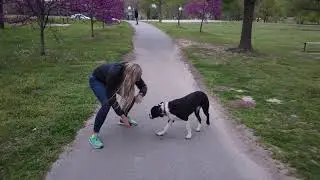 6 Month Old Boxer Pitt Mix | Best Boxer Pit Dog Training | Off Leash K9 | Board and Train | Oklahoma