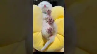 Cute paw little kittt😻💖#cat#kitten#catlovers #cute