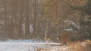 Encounters in the Forest – Deer
