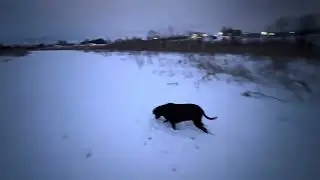 Snow Play Time !!!! #funny #dog #snow #viral 