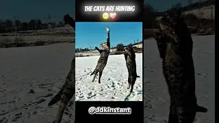The cats are hunting 🥺❤️&zwj;🩹 #cat #emotional #shorts