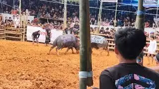 Tedong silaga Buron Vs Sikki Saloso