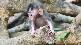 Really adorable a baby monkey is playing alone looking so beautiful 