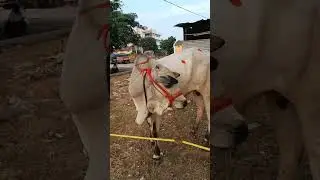 Best Quality Ongole Bulls || Shaik Farm #ongolecattle #ongolebulls #ongolenews #ongolebullrace