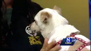 Pet of the Weekend: Chester the Dog
