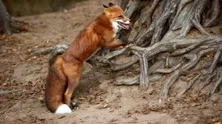 Fox Facts And it's subspecies:  Red Fox Adaptations And Habitat