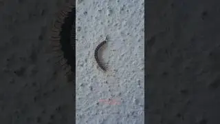 Beautiful Millipede On Wall (full video check out in video) #nature #beauty #cute #millipede