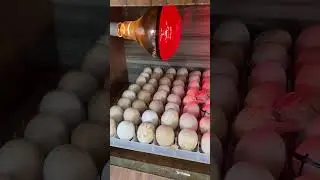 Homemade 200 eggs Egg incubator  #babyanimal