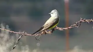 Birds on a rural private property in Northern California